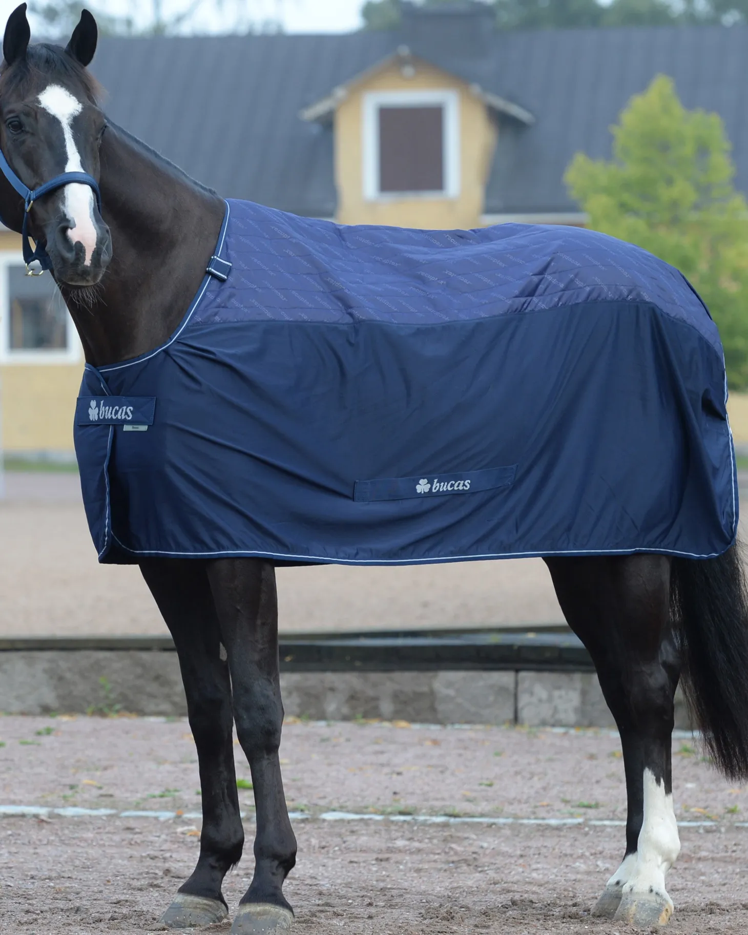 Bucas Therapy Cooler