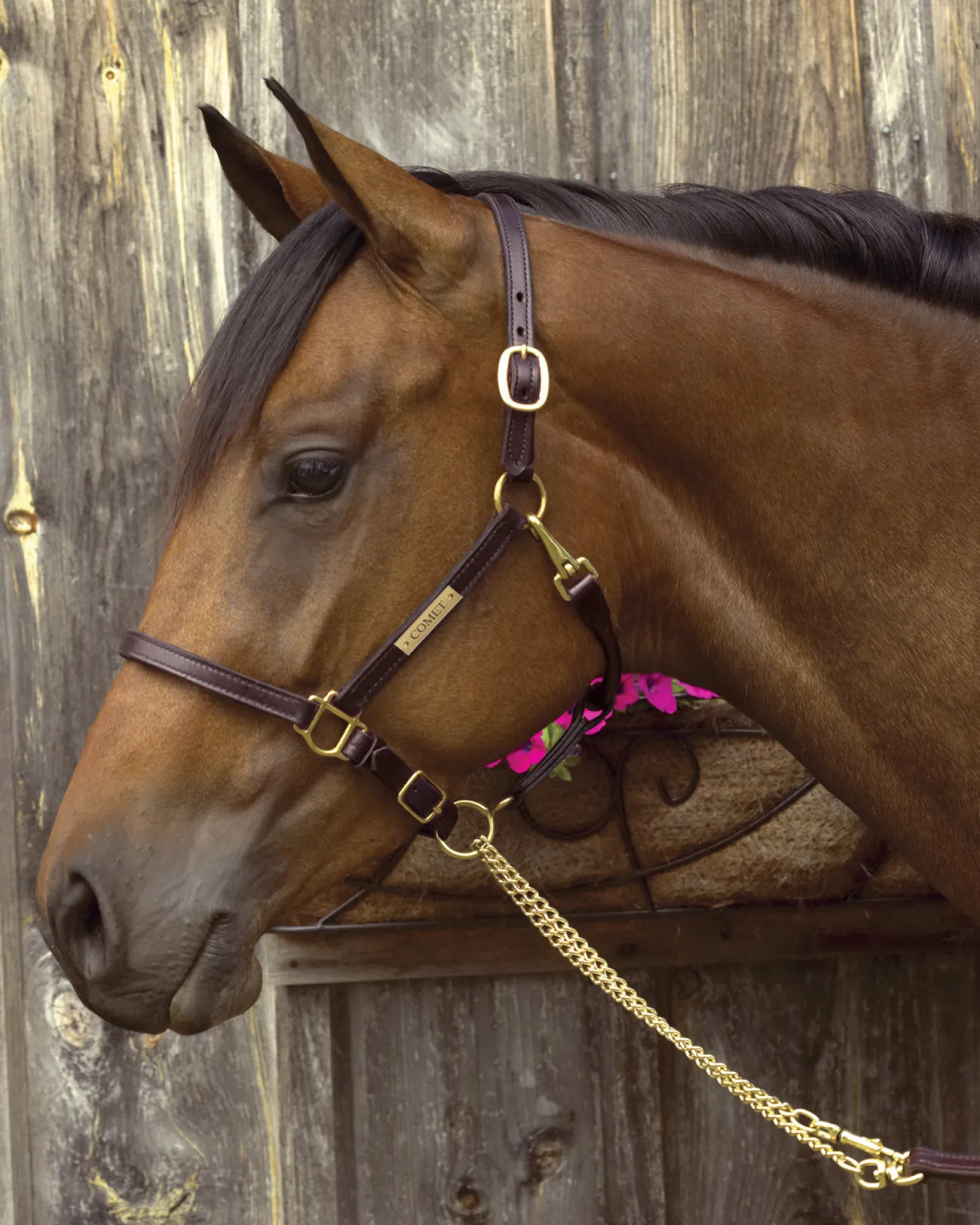 Perri’s® 3/4" Premium Leather Show Halter with Nameplate